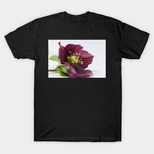 Hellebore T-Shirt